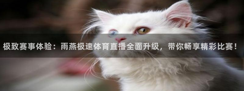 熊猫主播：极致赛事体验：雨燕极速体育直播全面升级，带你畅享精彩比赛！