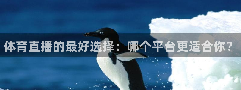 动感熊猫体育公园：体育直播的最好选择：哪个平台更适合你？